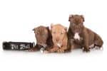 Cachorros de American Pit Bull Terrier