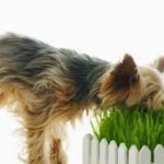 Por que los perros comen hierba