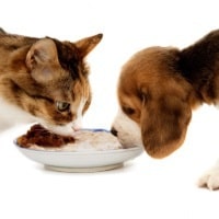 puede perro comer pienso gato